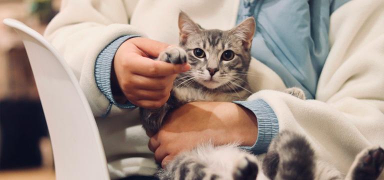 BestVeterinaire