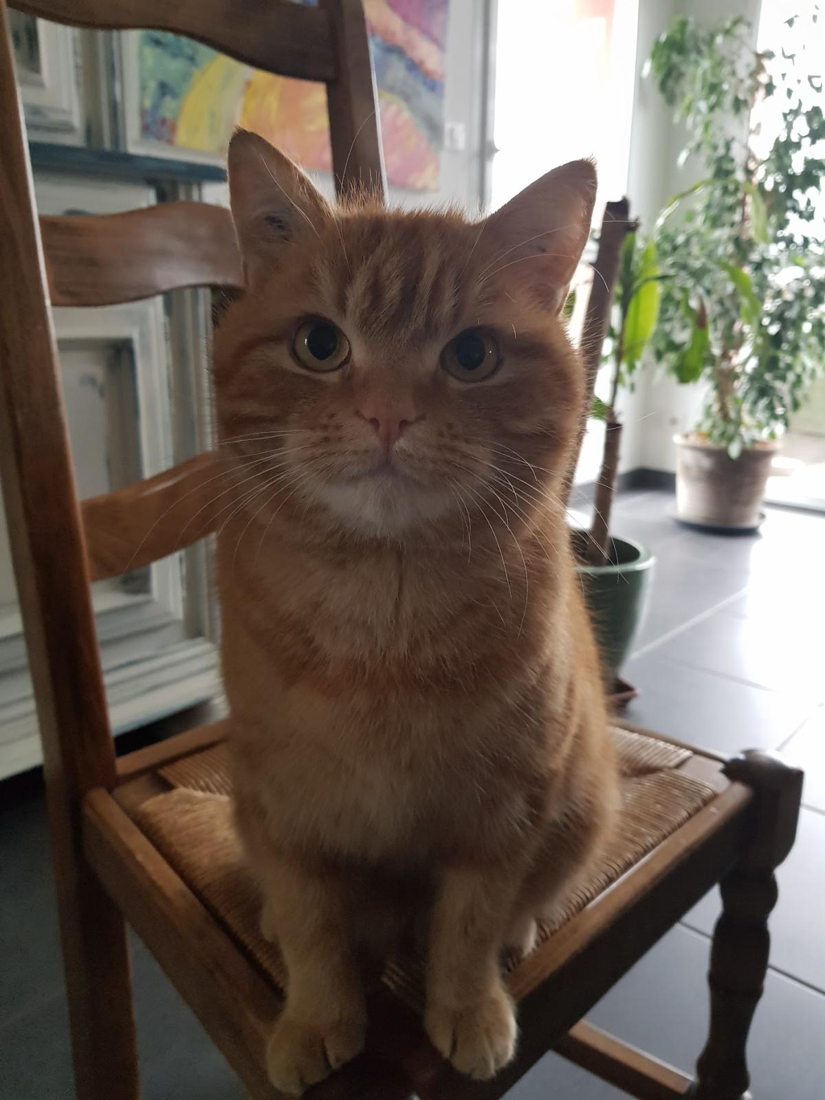 Cabinet Vétérinaire d'Houtaud