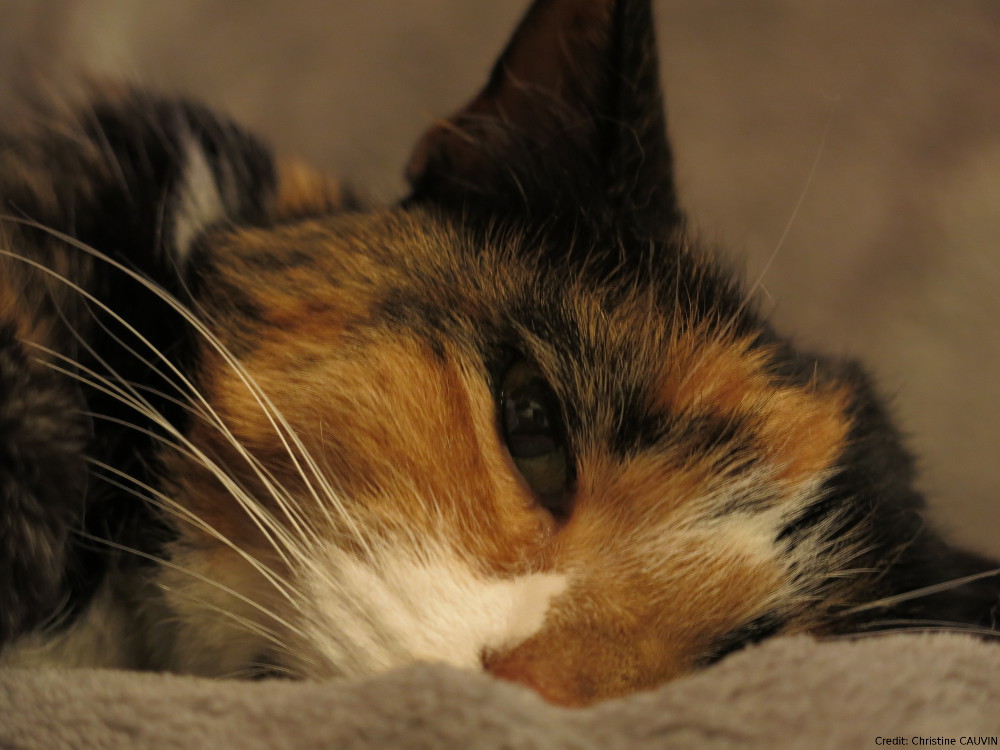 Christine CAUVIN Cabinet Vétérinaire d'exercice exclusif en Ostéopathie