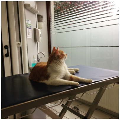 Clinique Vétérinaire des Arcades