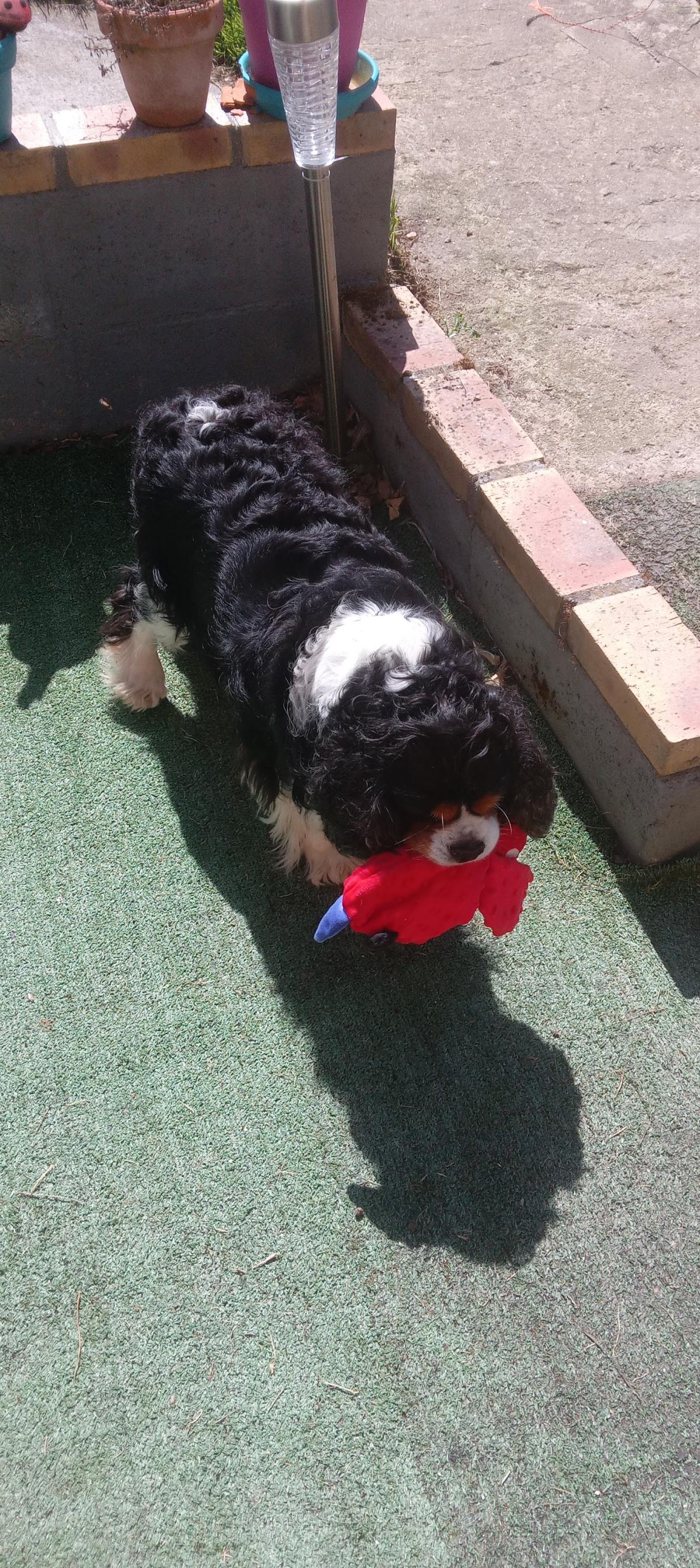 Clinique Veterinaire De La Perriere