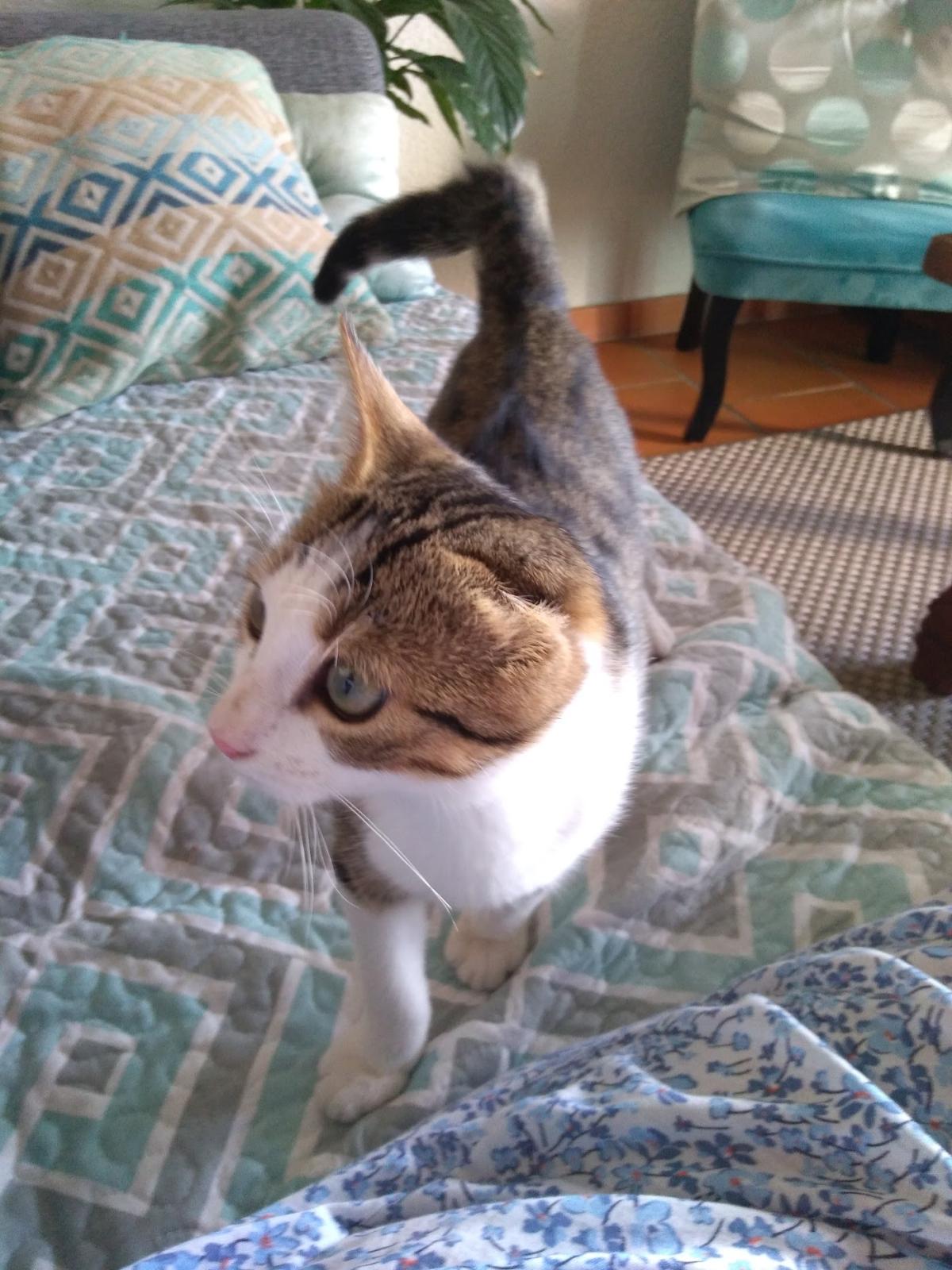 Docteur Combe François