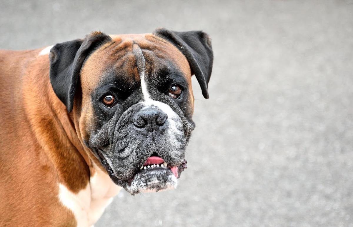 Clinique vétérinaire Les Fourmis