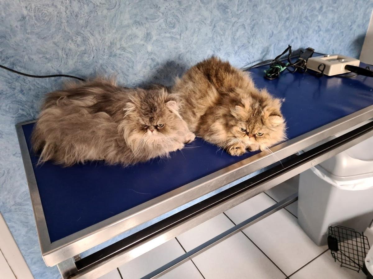 Clinique Vétérinaire Lalande