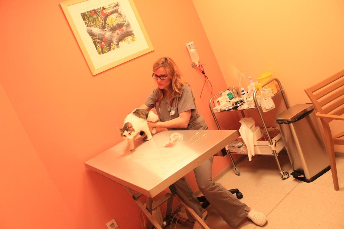 La Clinique vétérinaire du Carré d'or