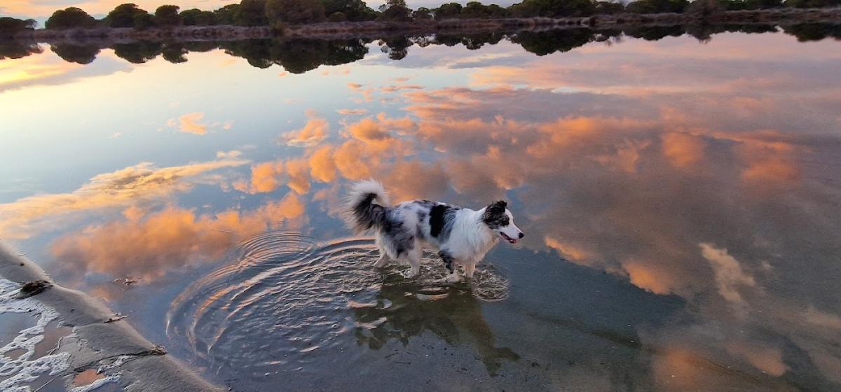 Castres Georges-André