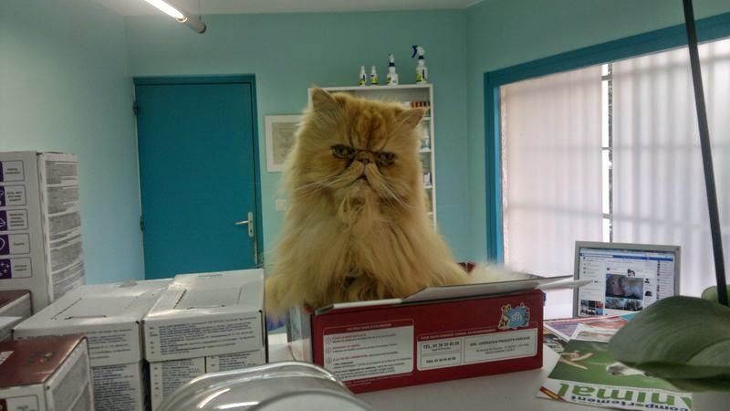 CABINET VETERINAIRE DU DR GRANDJEAN