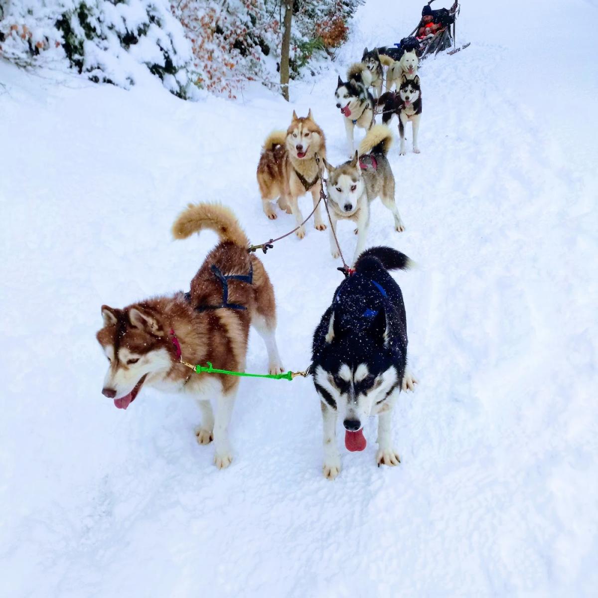 Clinique Vétérinaire du Château