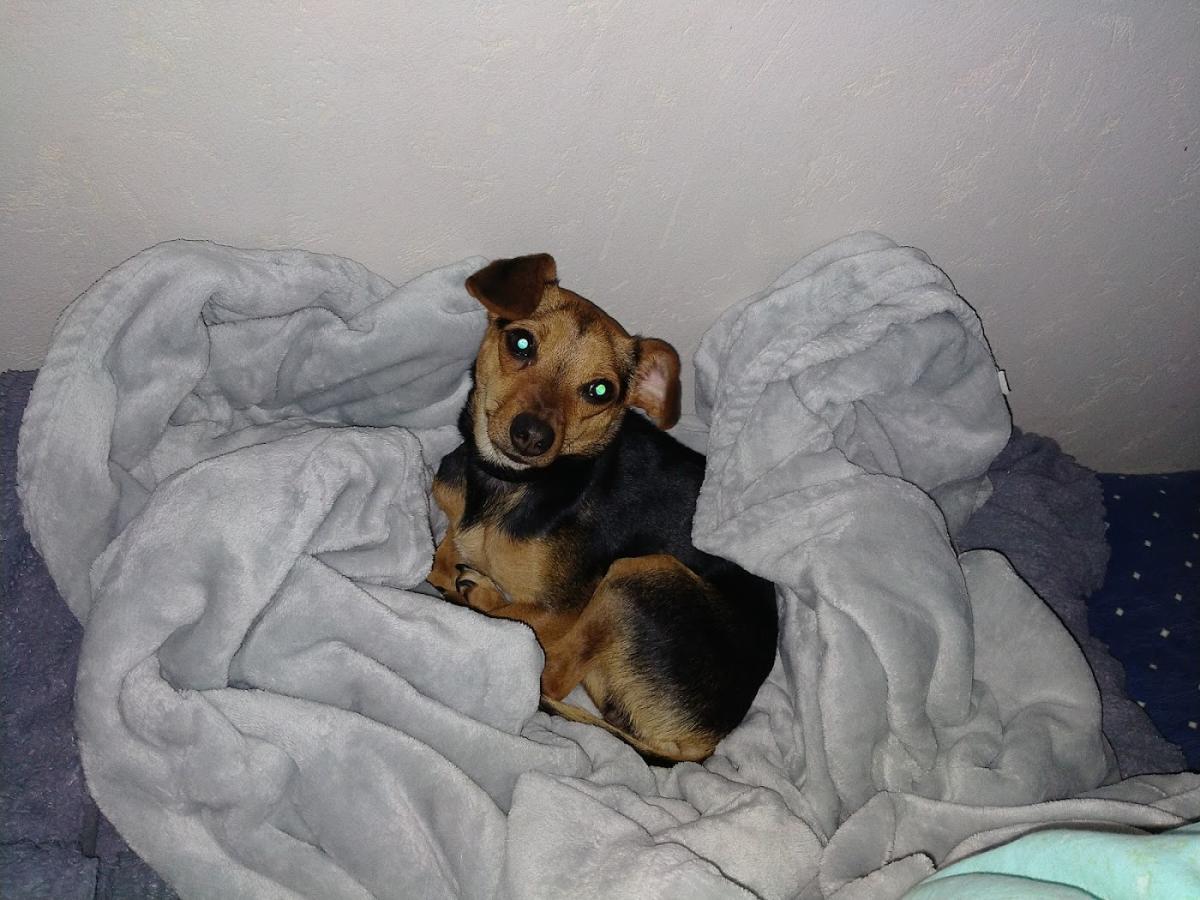 Clinique Vétérinaire Avenue des Dômes à Cournon