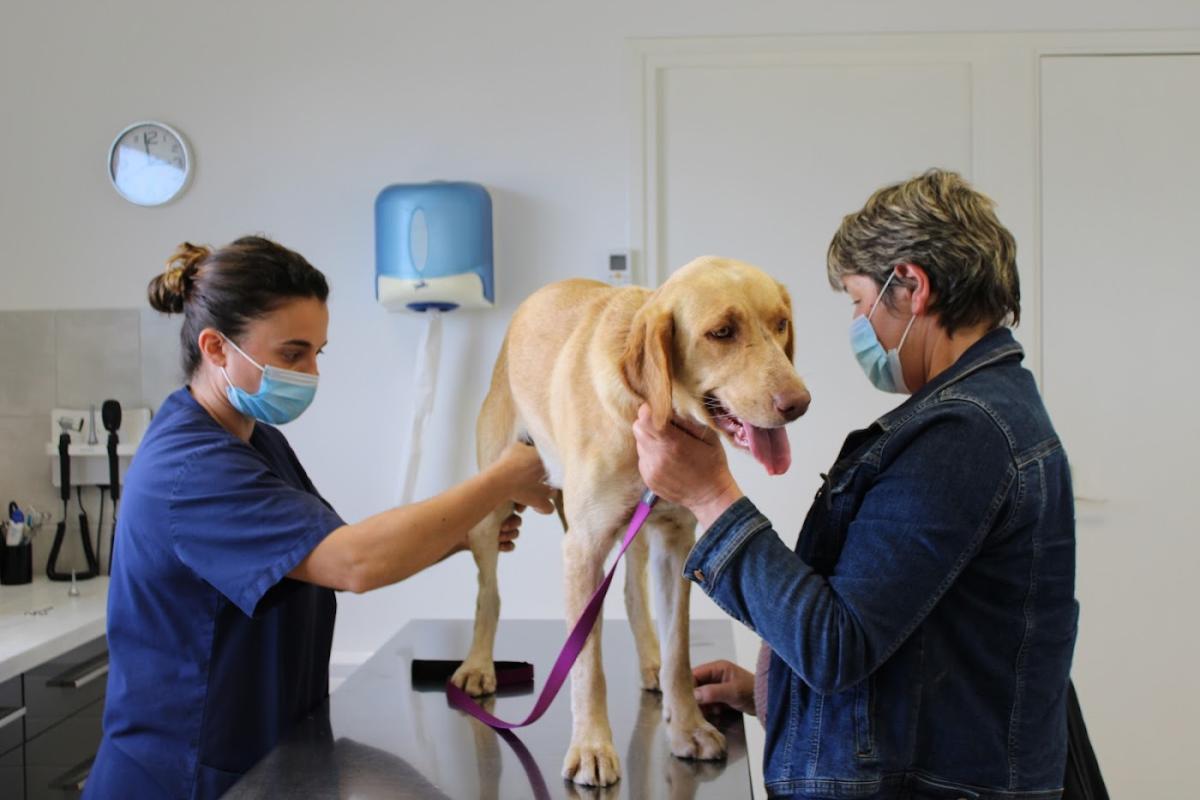 Clinique Vétérinaire VPLUS de Mirambeau