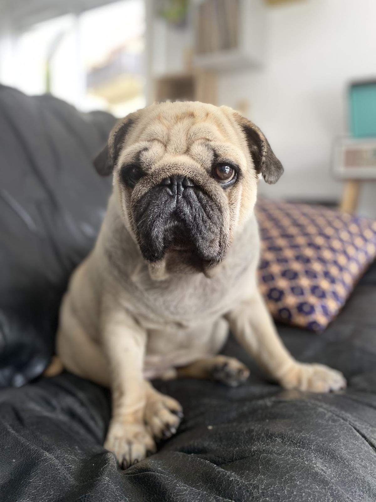 Clinique vétérinaire des Grandes Terres