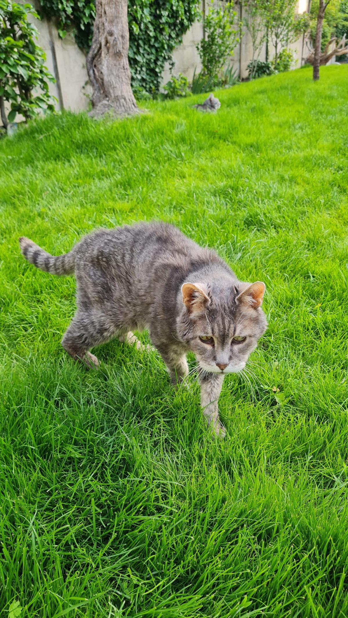 Dr Vet Christophe ROBERT