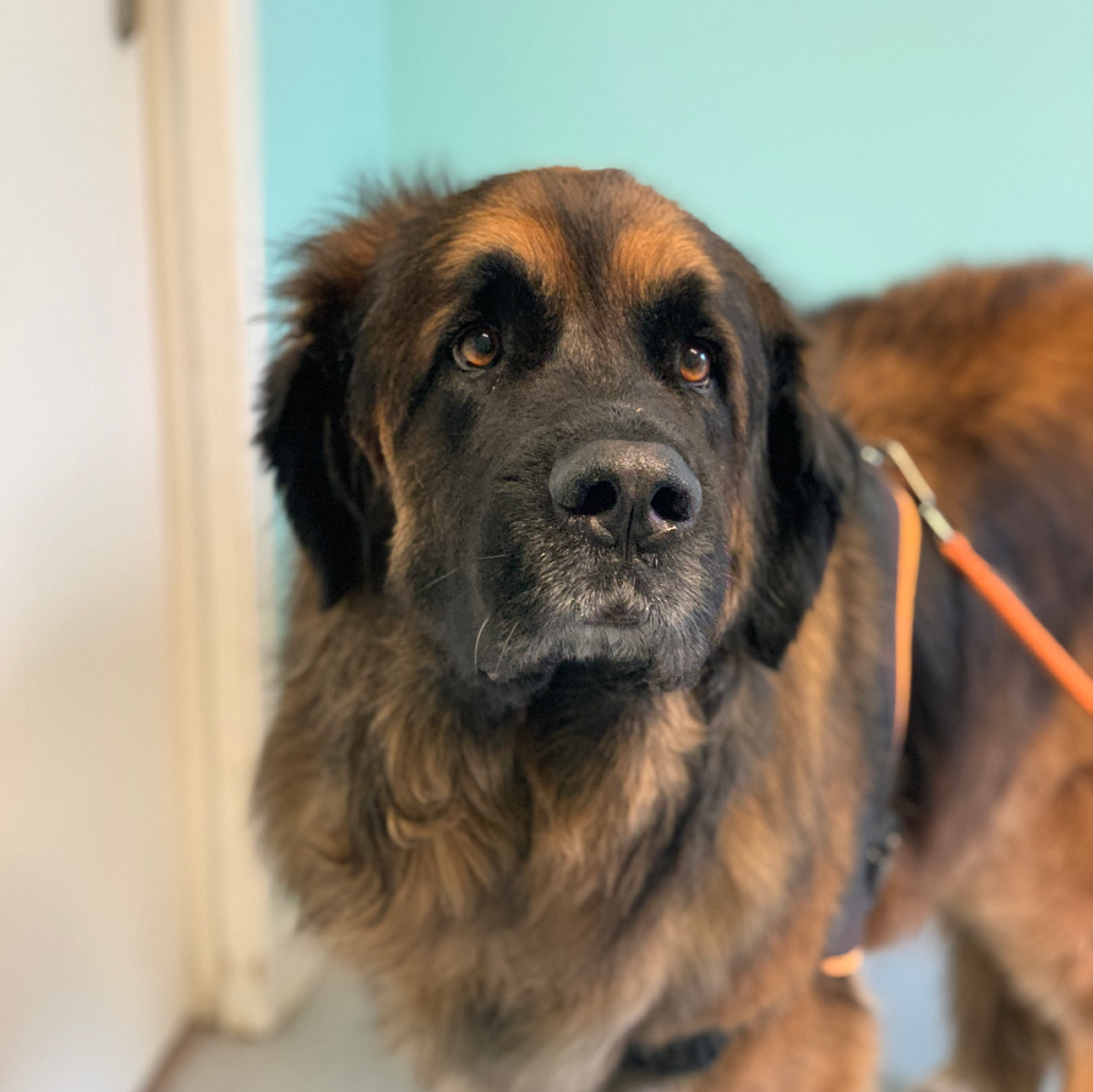 Clinique Vétérinaire Pelletier Rouyet