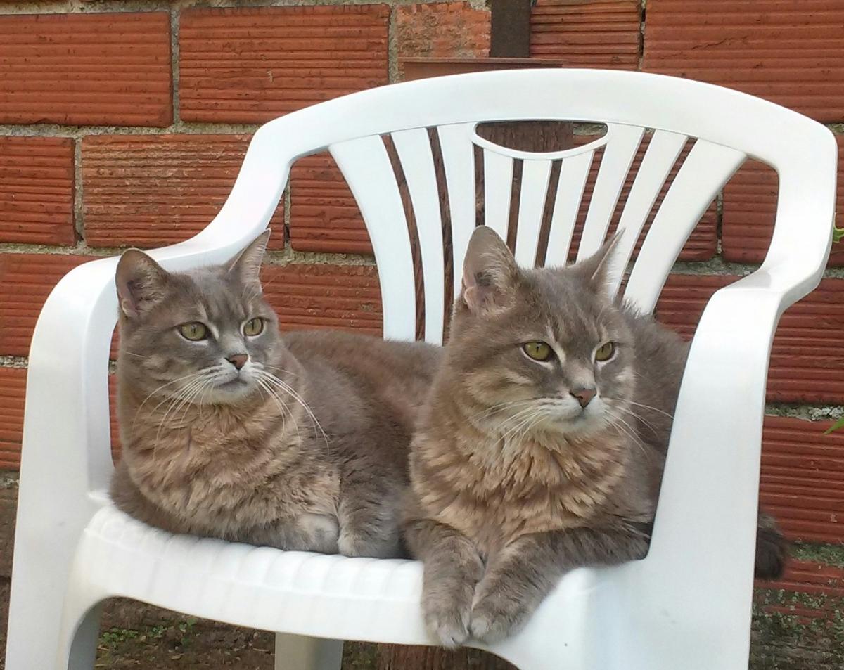 Clinique vétérinaire Familyvets Saint-Mandé - Dr Chauvin et Della Valle