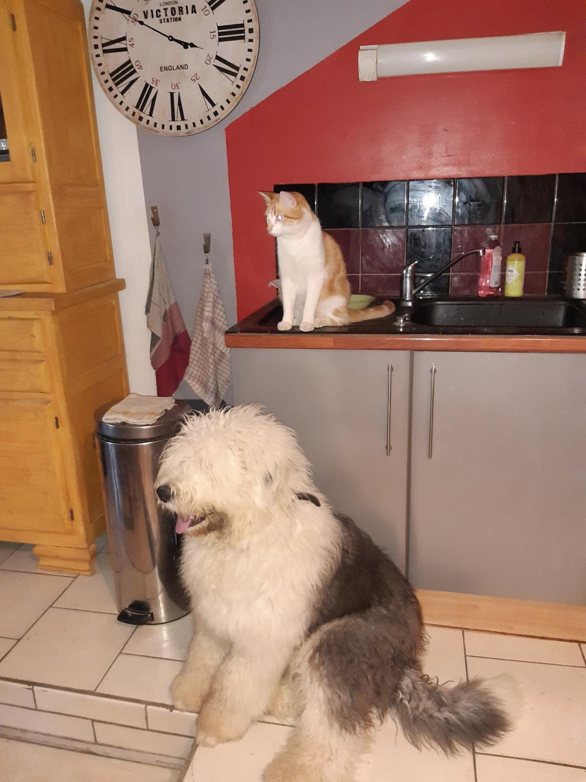 Vétérinaire à domicile Dr Keysers