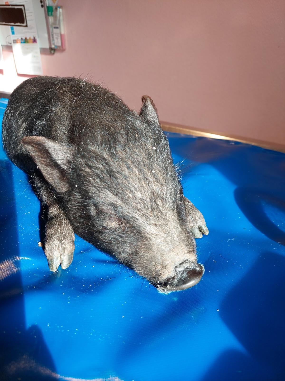 Clinique Veterinaire