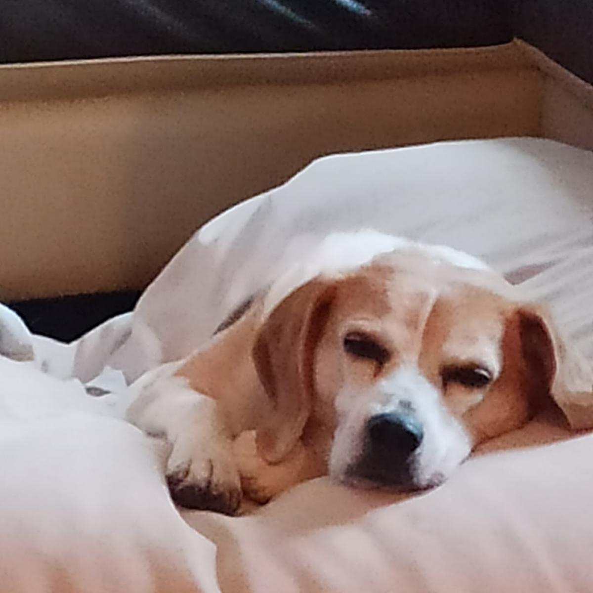 Cabinet Vétérinaire Heaven