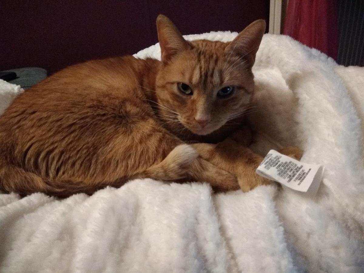 Cabinet vétérinaire Koldeweij Castex