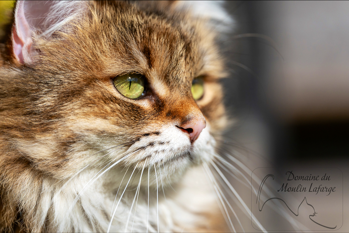 Domaine du Moulin Lafarge