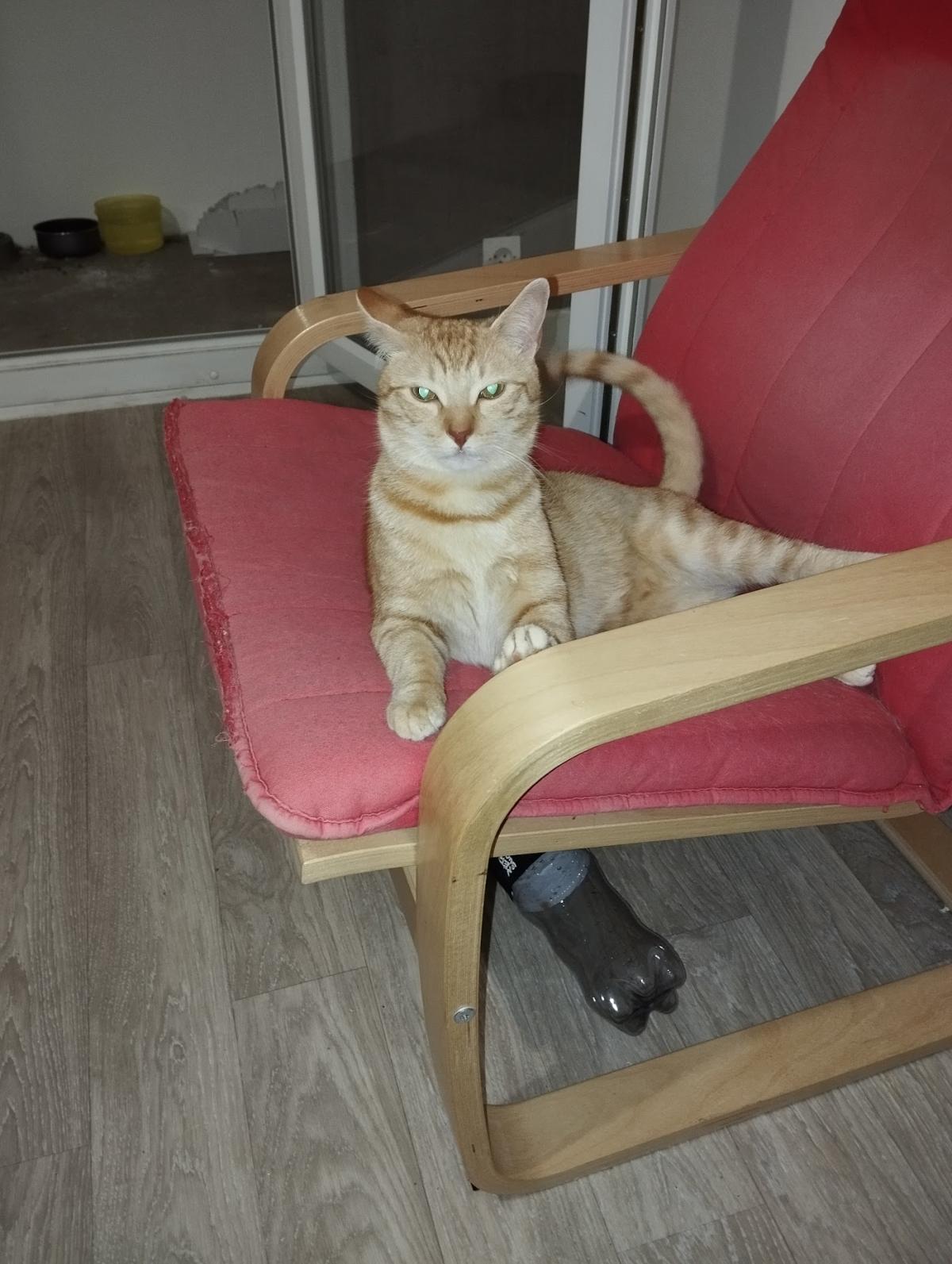 Clinique Vétérinaire Lamartine