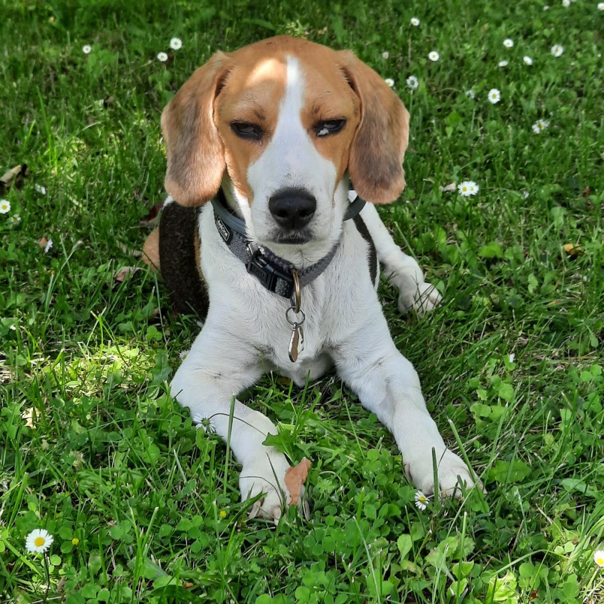 CLINIQUE VETERINAIRE DES 3 SOURCES - Vétérinaire à Ruelle-sur-Touvre