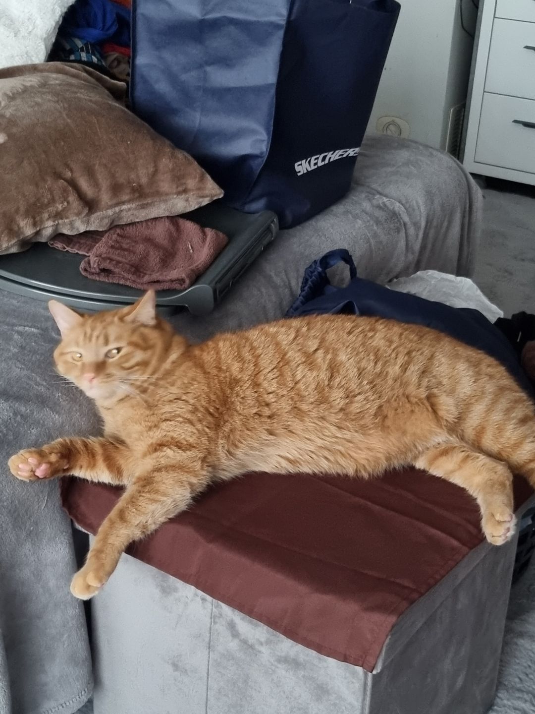 Cabinet Vétérinaire Maisons Neuves Dr Meyer