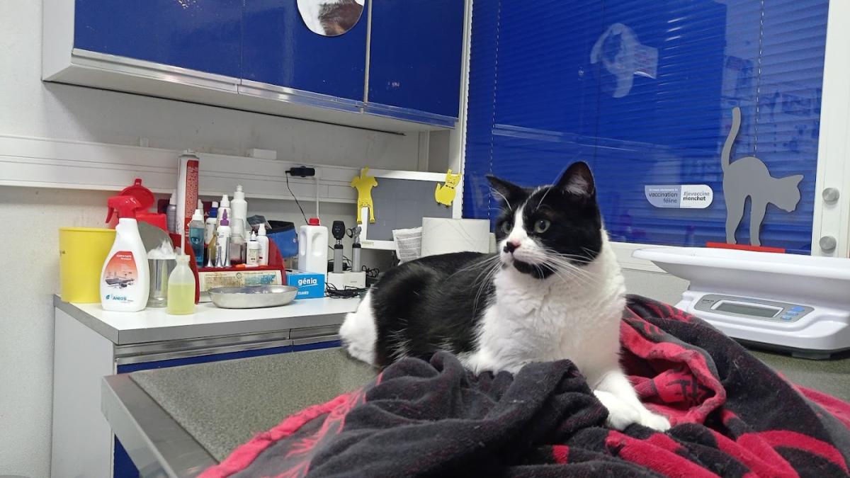 CLINIQUE VETERINAIRE GUILLOTIERE