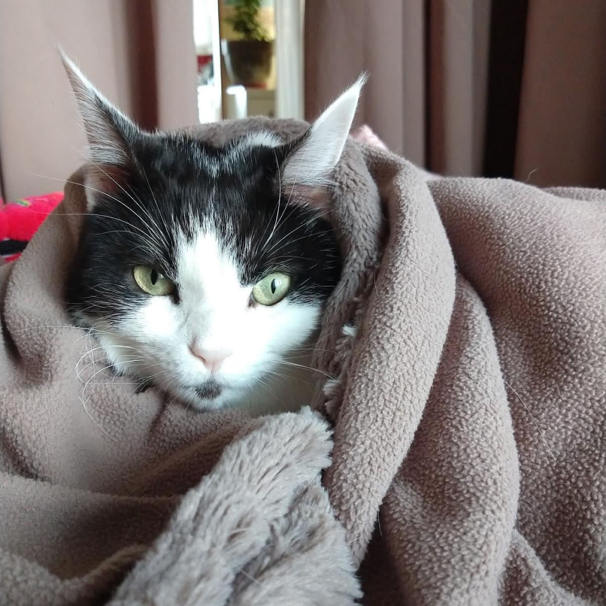 Cabinet Vétérinaire Canclaux