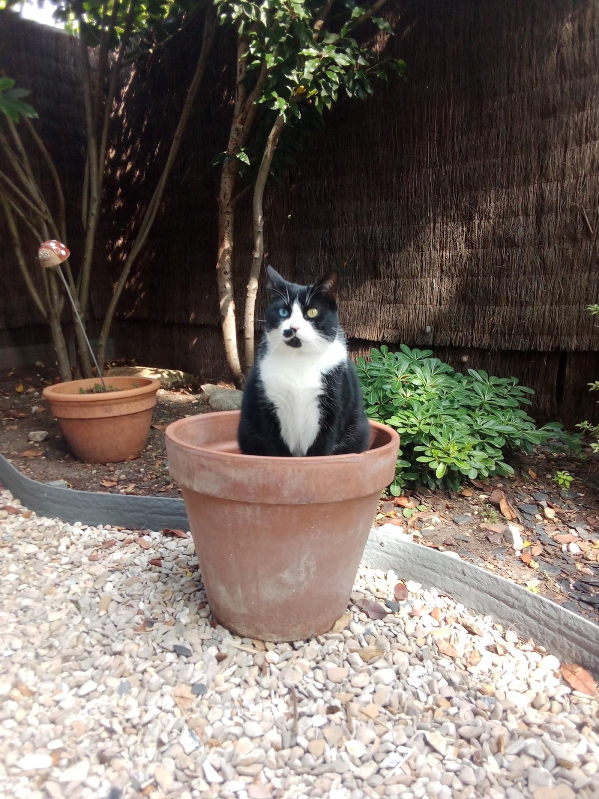 Pet-sitting Comme à la maison