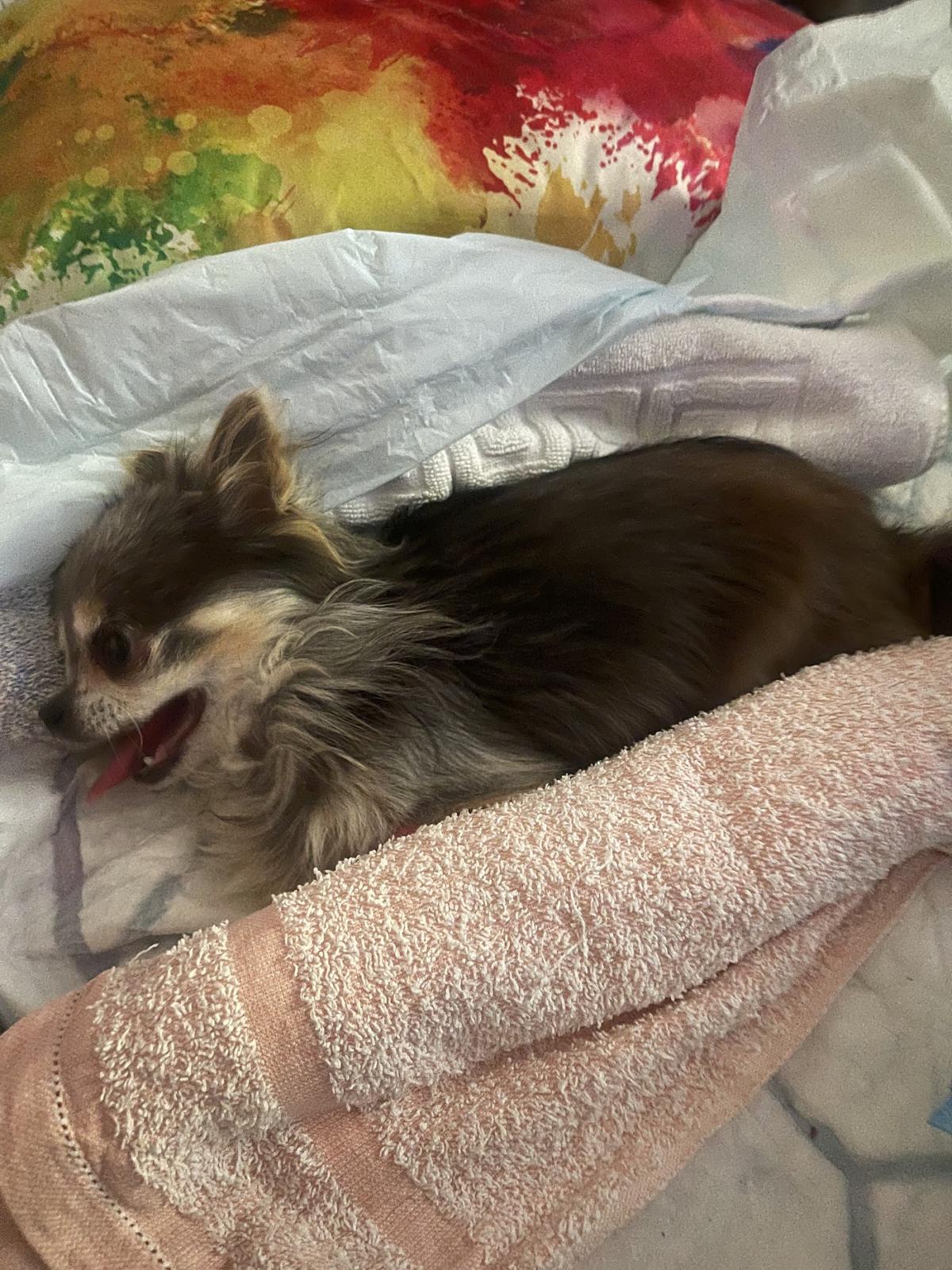 Clinique vétérinaire L’ Helios