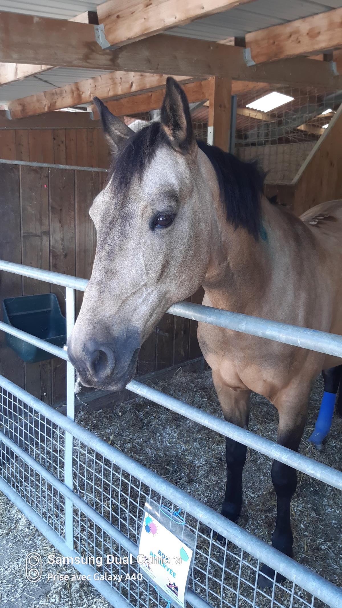 Clinéquine - Clinique vétérinaire des équidés
