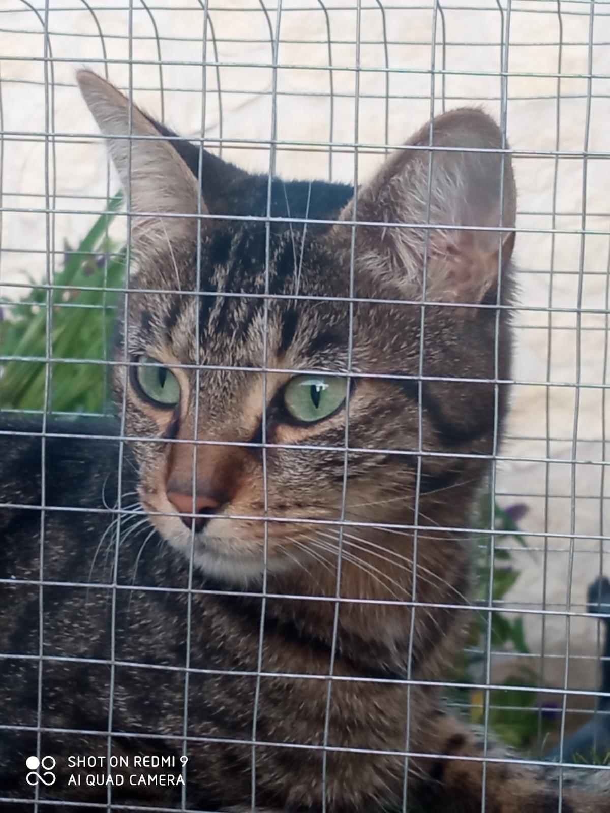 Les p'tites Moustaches pension féline