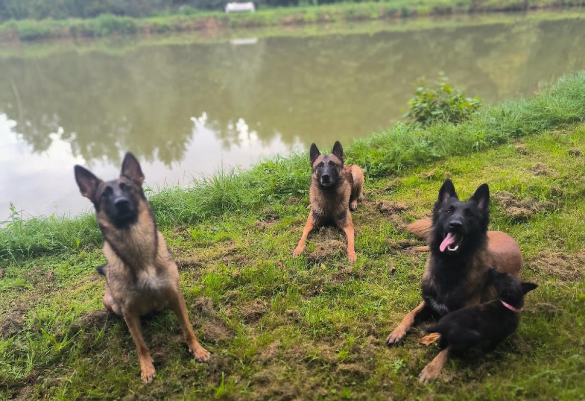 Pension canine et féline Chez Mohopi