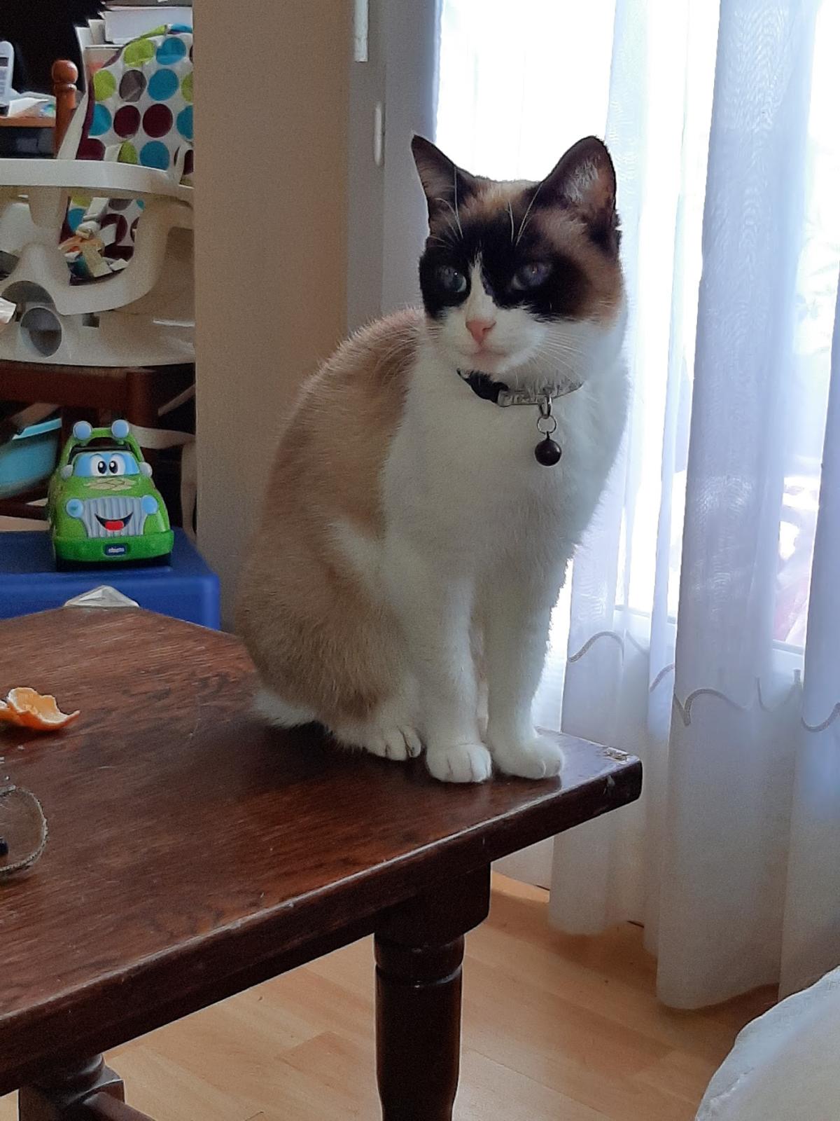 Clinique Vétérinaire du Lescourre