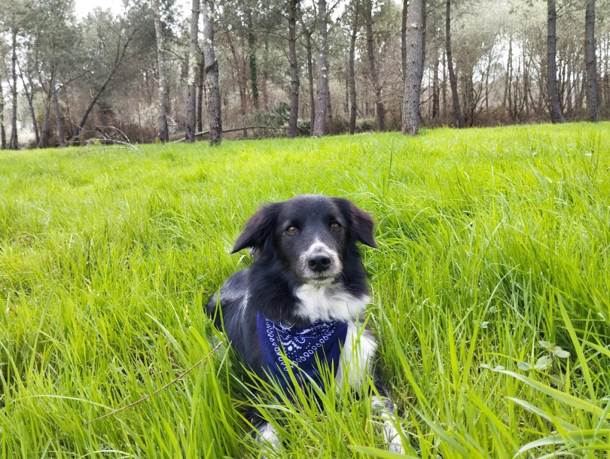 Cabinet vétérinaires des 5 éléments du Dr Vét Céline CLEMENT