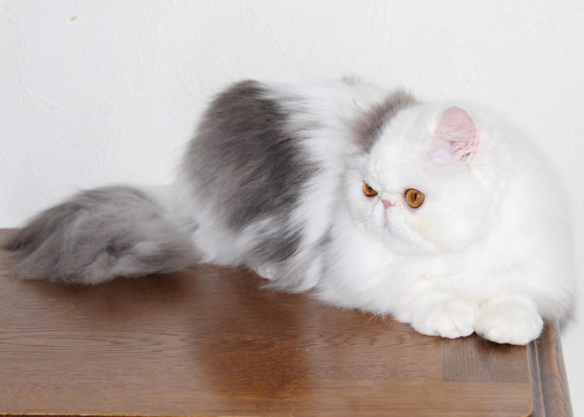 Clinique Vétérinaire SCP les 3M Drs MICHAUD