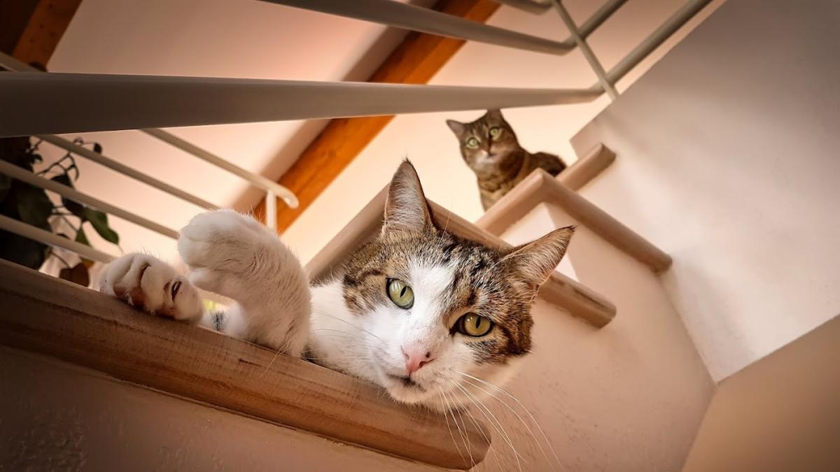 Clinique Vétérinaire du Bournet