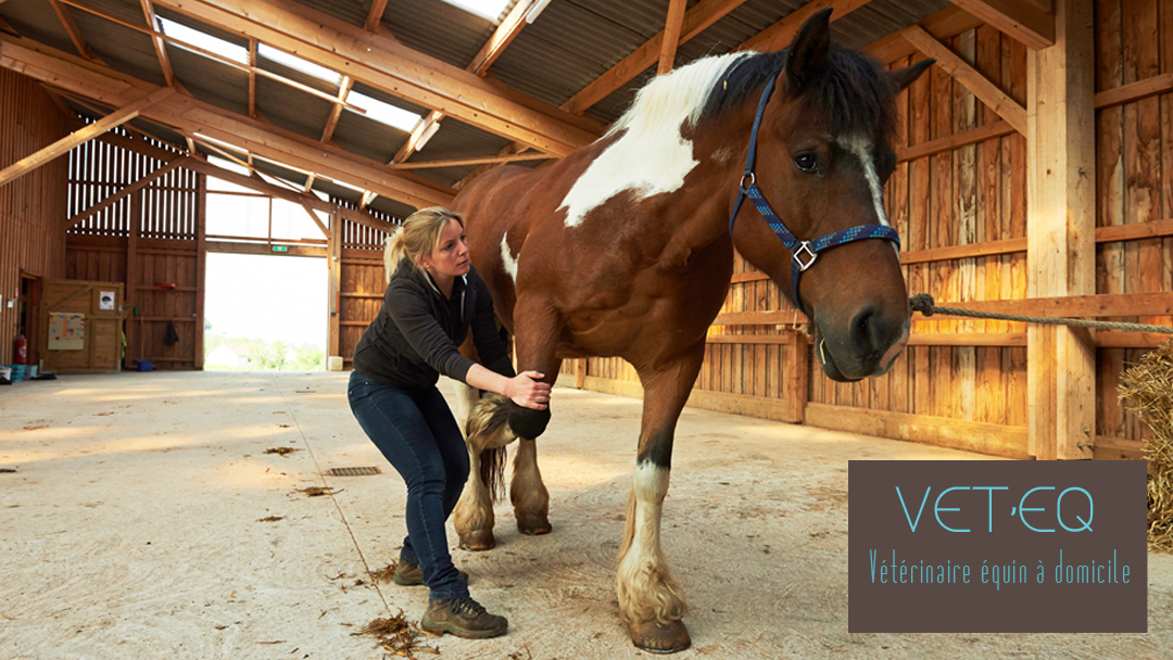 Vet'Eq, vétérinaires équins à domicile