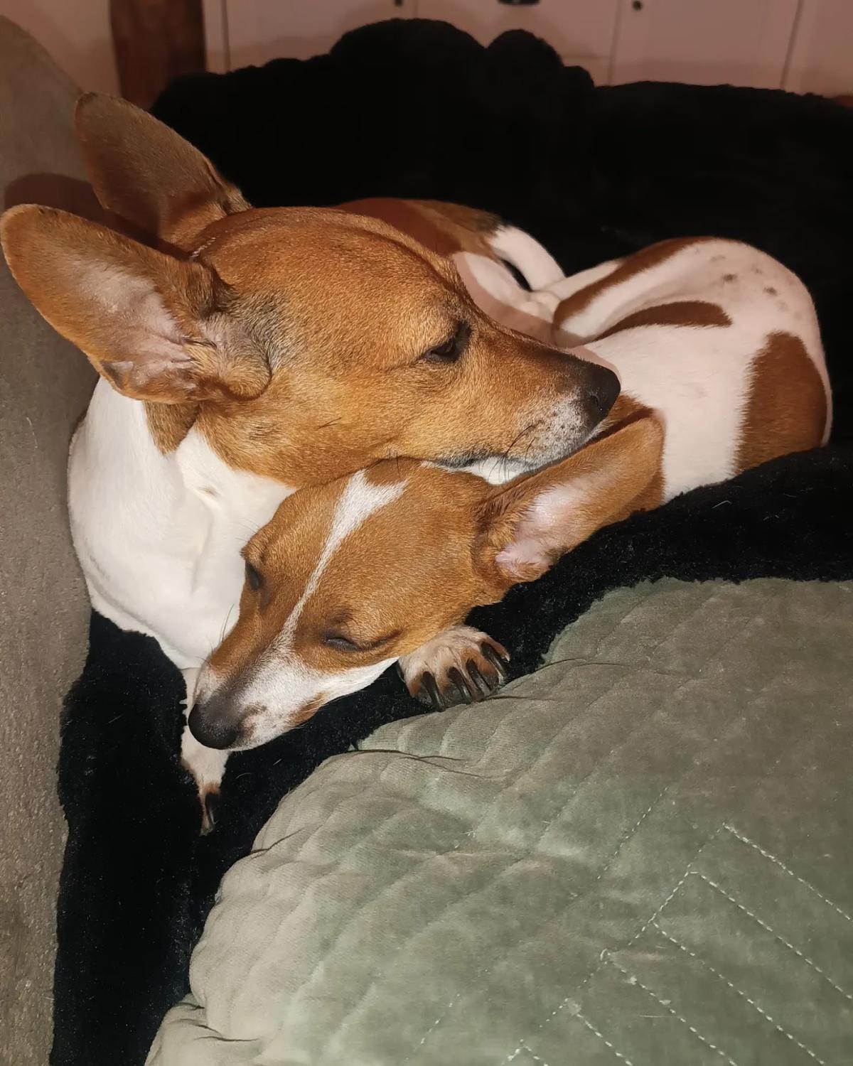 Cabinet vétérinaire des Deux Chênes