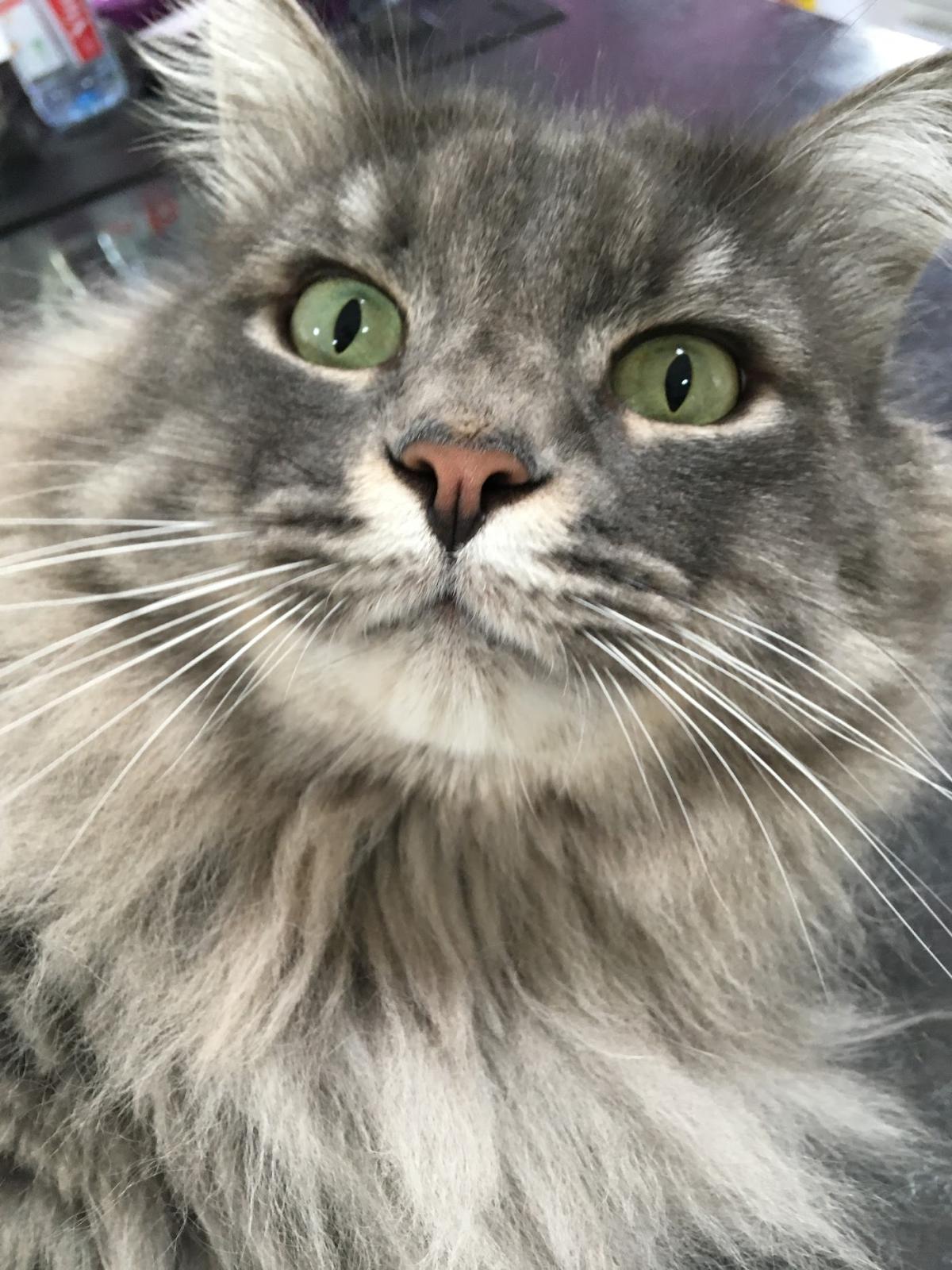 Clinique vétérinaire des Drs Laure Mauriat et Olivier Marchal