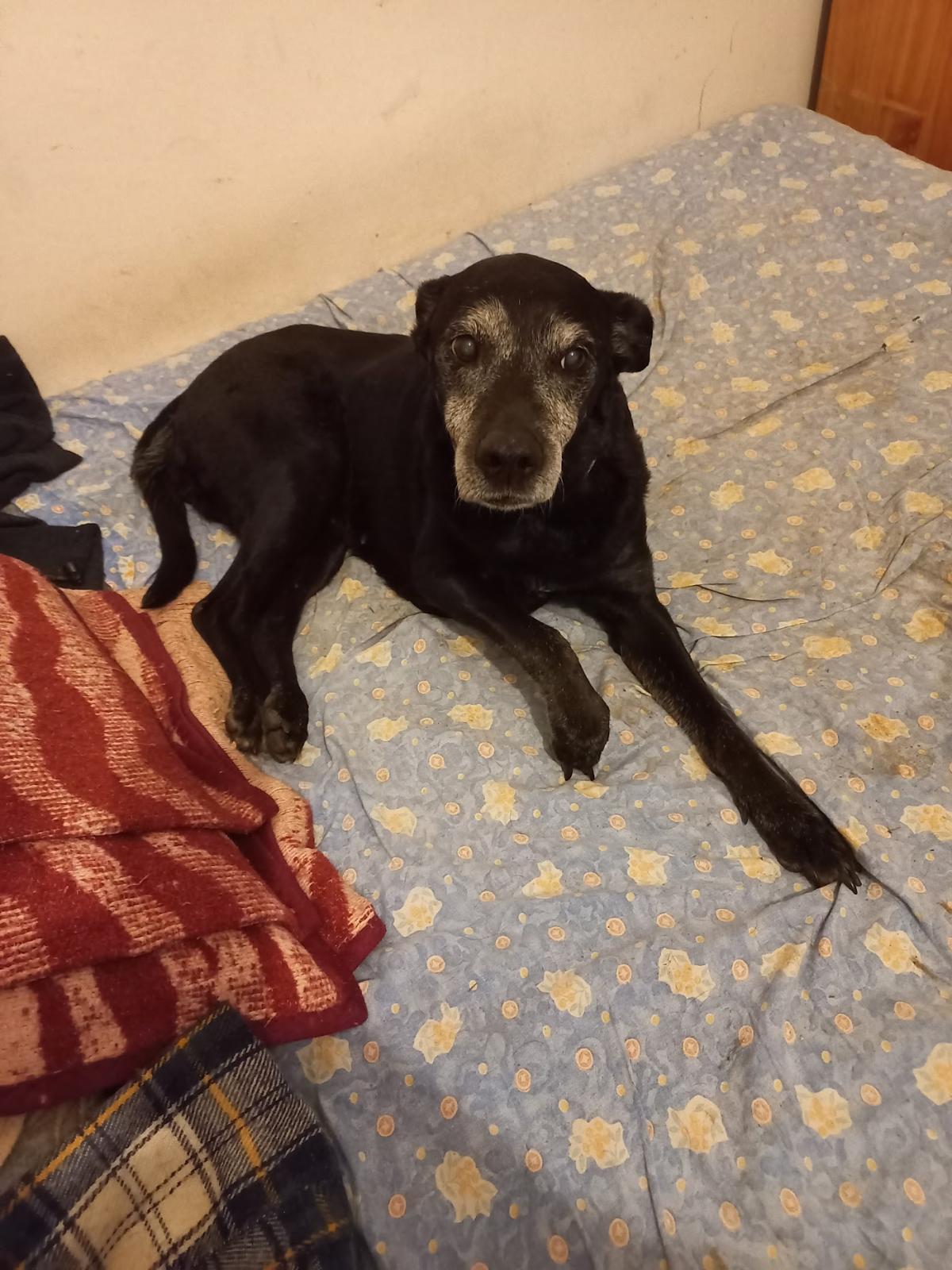 Clinique Vétérinaire du Val d'Anglin