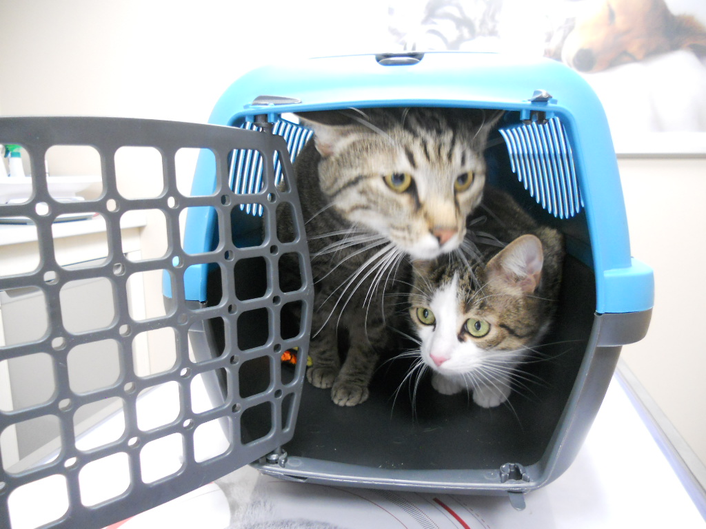 Cabinet Vétérinaire Médico-Chirurgical des Salines