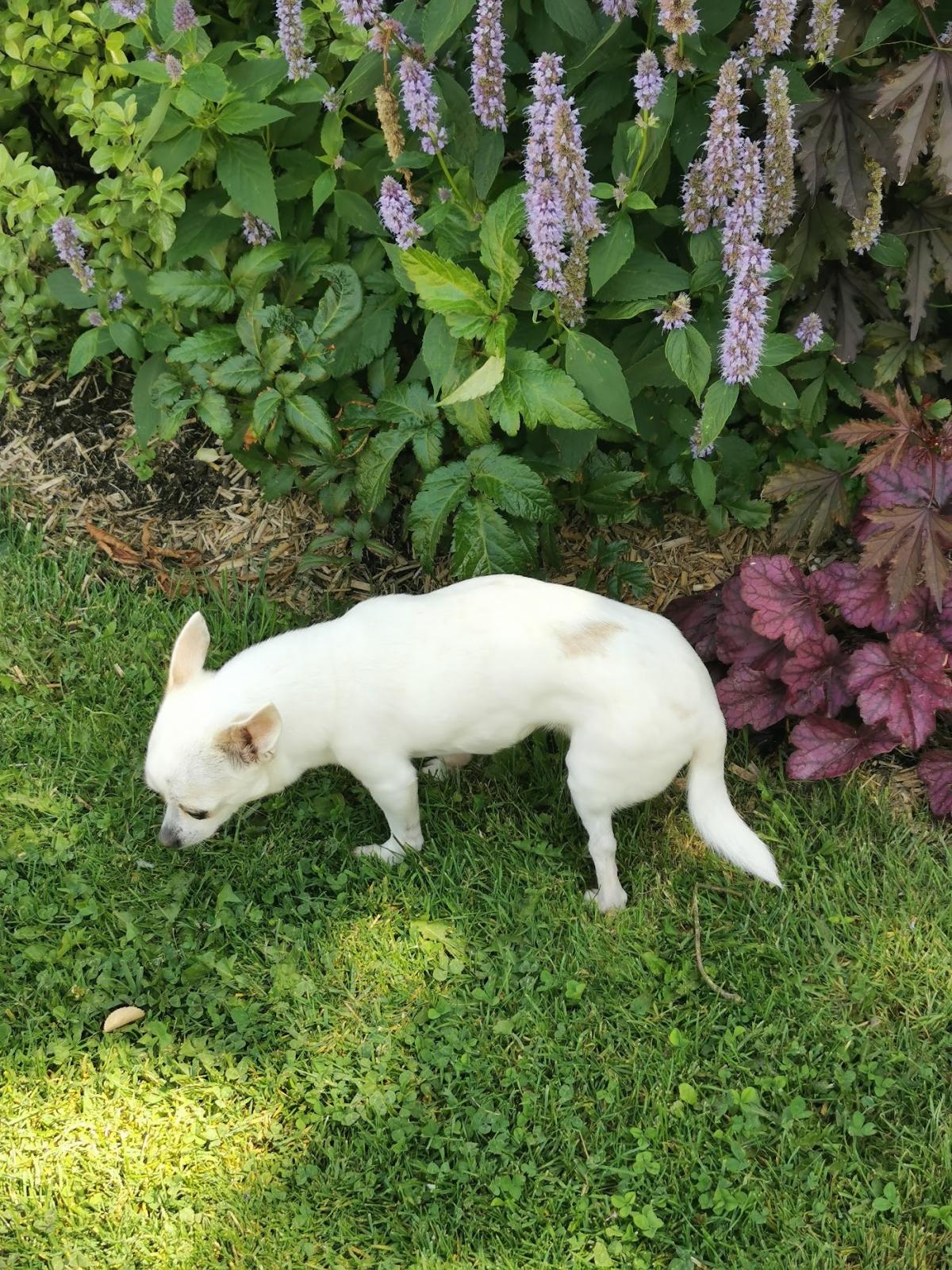 Cabinet Vétérinaire Auclert Benoît Garbasi Carole et Rocheteau Nathalie SCP