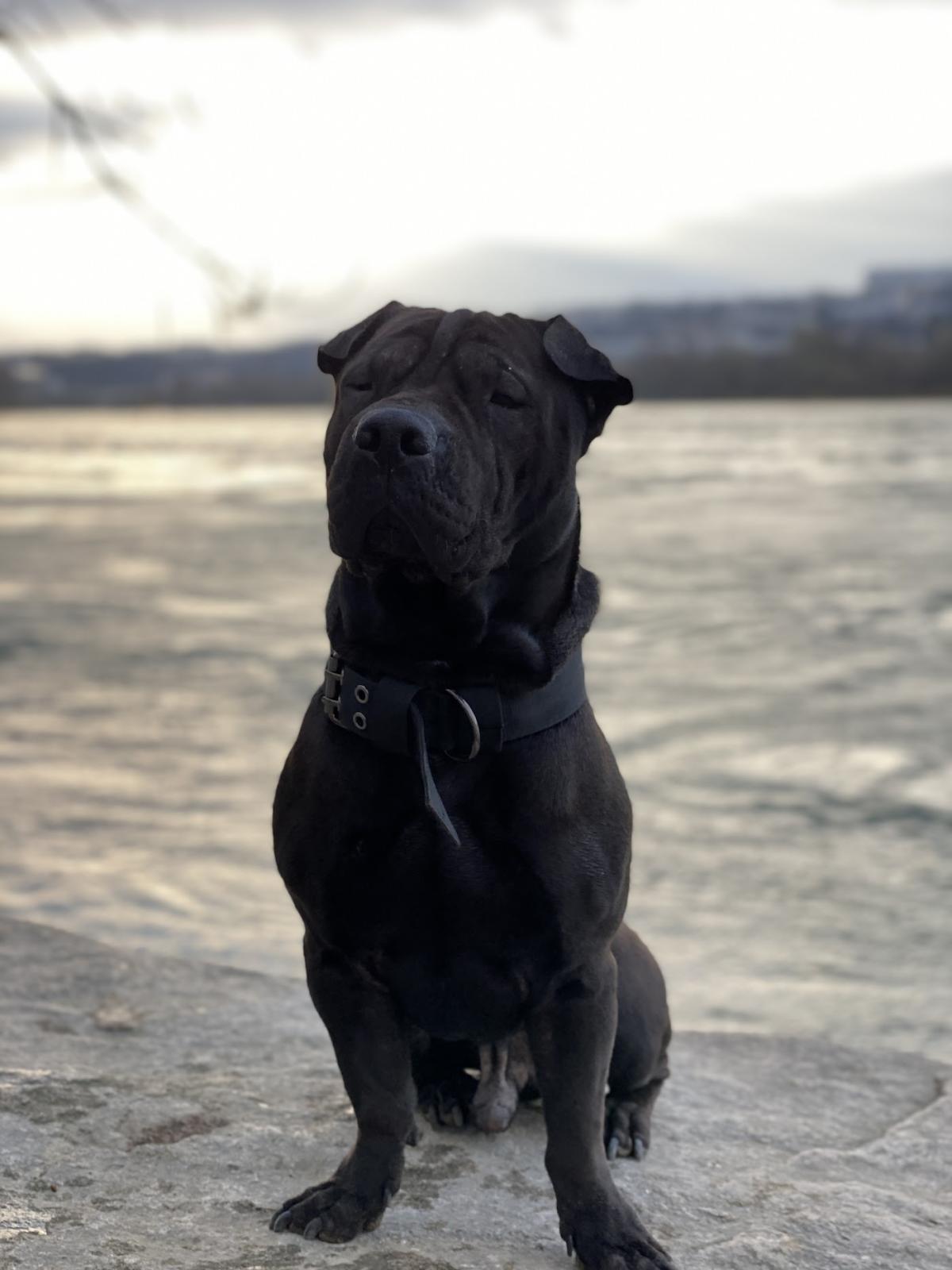 Vétérinaires Drs ANJOLRAS JONGH ARAGON