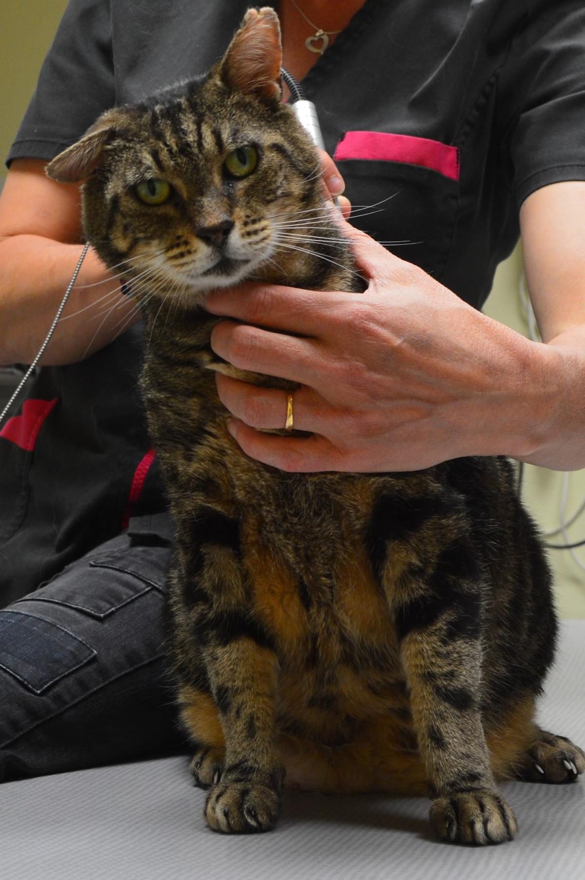 Clinique Vétérinaire de l'Ouest