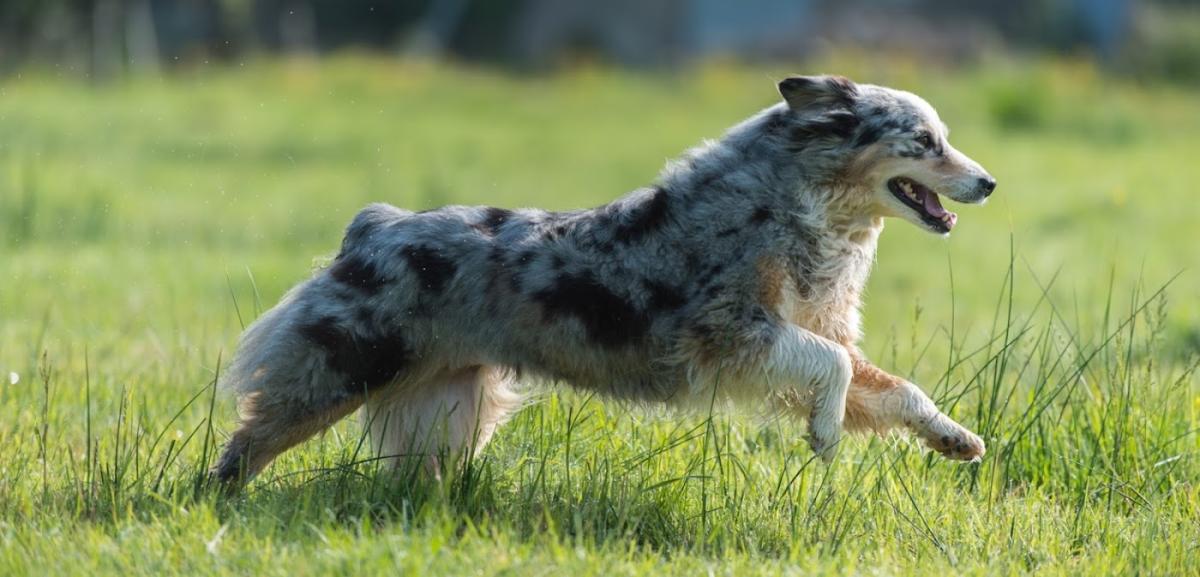 Clinique Vétérinaire des Tourterelles