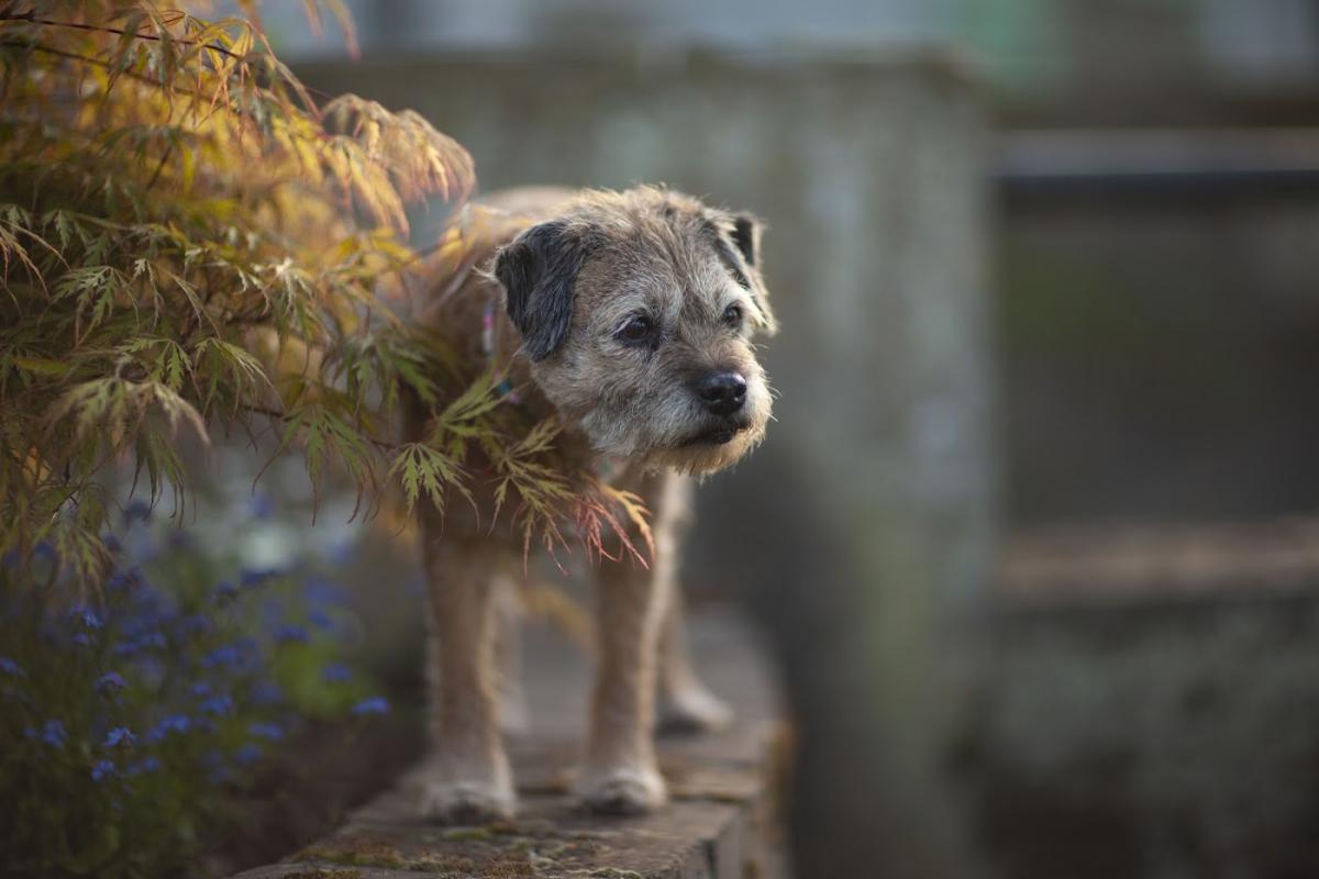 Dr Sylvie Barre et Dr Stéphanie Le Gall