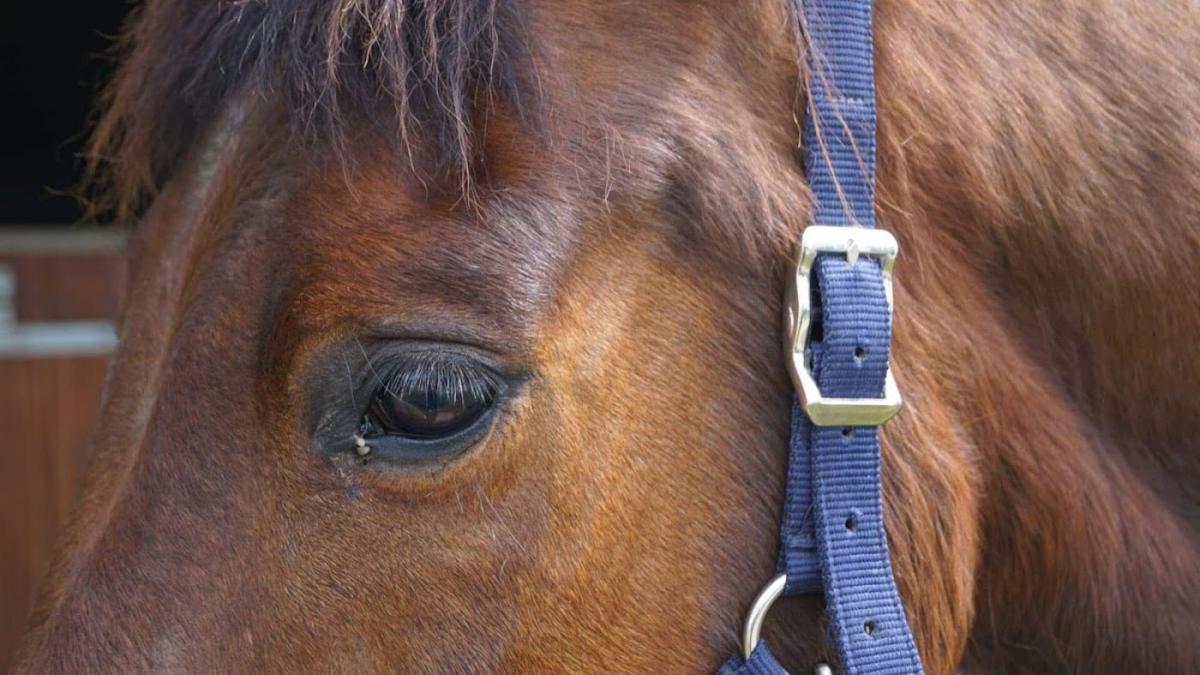 Hipp'Occitan cabinet vétérinaire équin - Dr Caroline Dubois