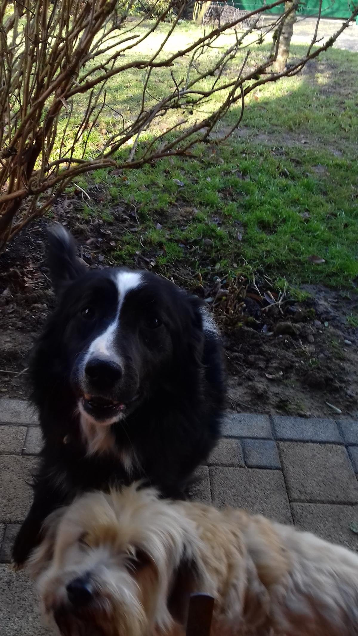 Clinique Vétérinaire de l'Esplanade