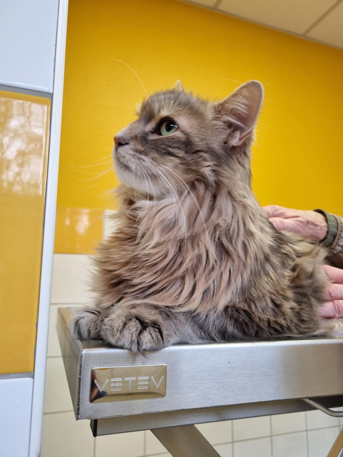 Arnold Tavernier Helene